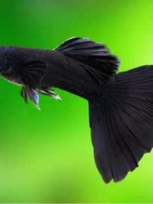 Lebiste Full Black Casal 2-4cm