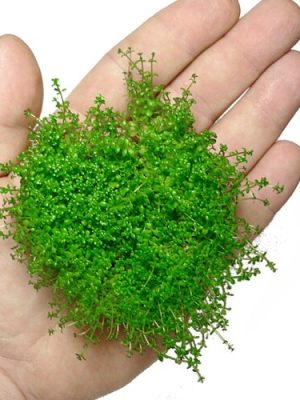 Hemianthus callitrichoides Carpete Cuba