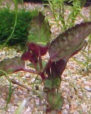 Hemigraphis Colorata