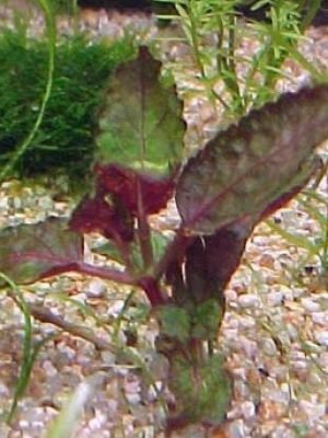 Hemigraphis Colorata