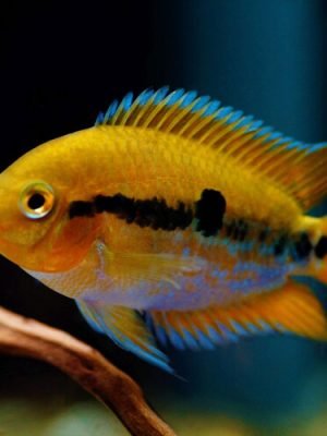 Herotilapia Multispinosa 4-8cm