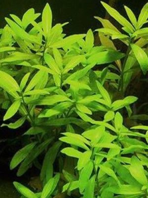 Hygrophila Polysperma