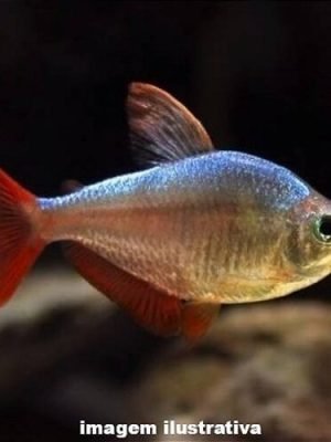 Tetra Colombiano 3-6cm