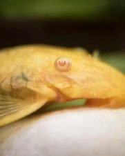 Cascudo Ancistrus Albino 6-7cm