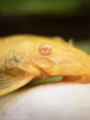 Cascudo Ancistrus Albino 6-7cm