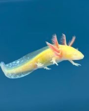 Axolote Gold Albino