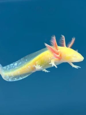 Axolote Gold Albino