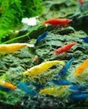 Camarão Neocaridina Misto 1-2cm Camarão Neocaridina Misto 1-2cm