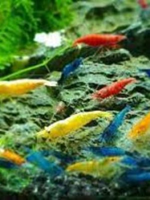 Camarão Neocaridina 1-2cm