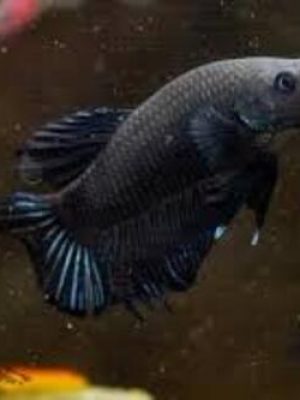 Betta Macho Black Placate 3-5cm