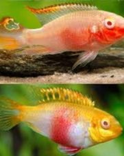 Kribensis Albino 3-4cm