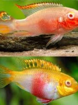 Kribensis Albino 3-4cm