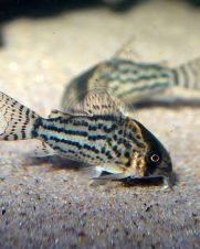 Corydora Schwartzi 2-3cm Corydora Schwartzi 2-3cm