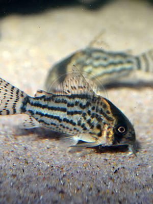 Corydora Schwartzi 2-3cm