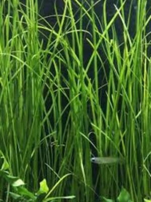 Vallisneria Nana