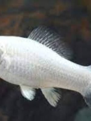 Molinesia Prata 2-4cm