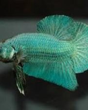 Betta Fêmea Splendens 2-4cm