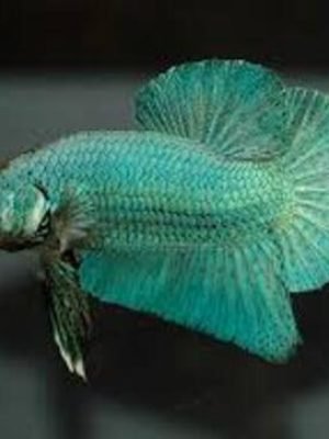 Betta Fêmea Splendens 2-4cm