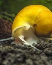 Ampularia Amarela 1-3cm