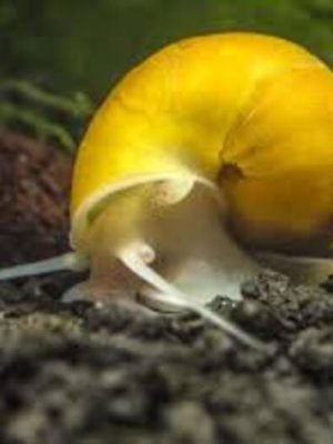 Ampularia Amarela 1-3cm