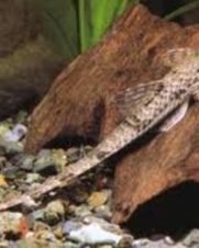 Cascudo Rabo de Chicote 3-6cm