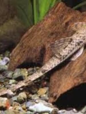 Cascudo Rabo de Chicote 3-6cm