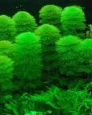 Cabomba Caroliniana Verde 3 ramos