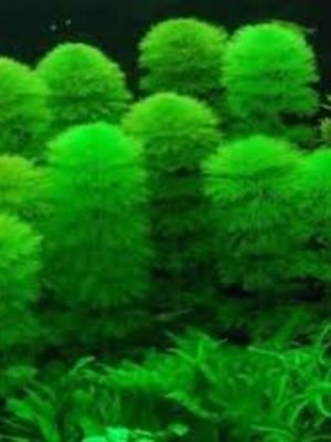 Cabomba Caroliniana Verde 3 ramos