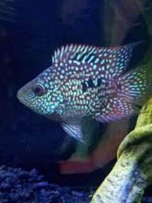 Texas Blue Balão 3-6cm