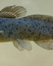 Jundiá Cinza 3-6cm Jundiá Cinza 3-6cm