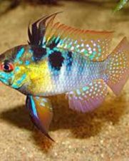 Ramirezi Comum 2-4cm Ramirezi Comum 2-4cm