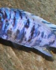 Aulonocara Borrada 6-8cm