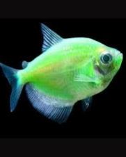 Tetra Monja Verde 2-3cm