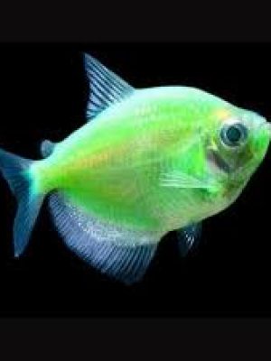 Tetra Monja Verde 2-3cm