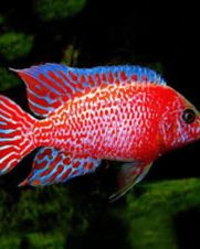 Aulonocara Dragon Blood 6-8cm Aulonocara Dragon Blood 6-8cm