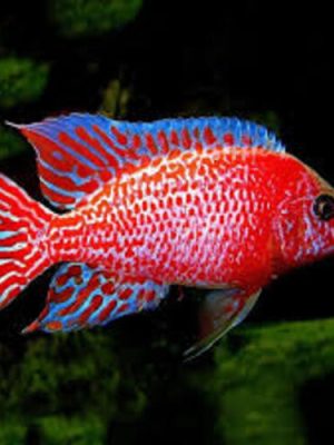 Aulonocara Dragon Blood 6-8cm