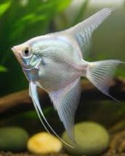 Acara Bandeira Snow White 3-4cm Acara Bandeira Snow White 3-4cm