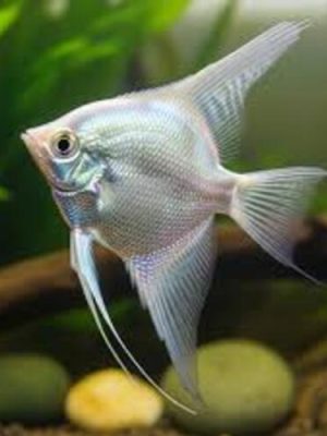 Acara Bandeira Snow White 3-4cm