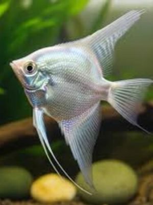 Acara Bandeira Snow White 3-4cm