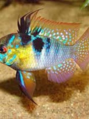 Ramirezi Comum 2-4cm