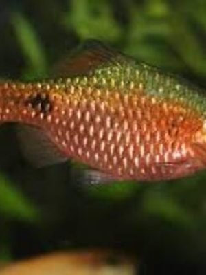 Barbo Conchônio 2-4cm