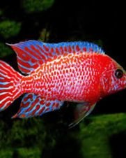Ocean Tech Bio Glass 1kg Mídia Filtrante
