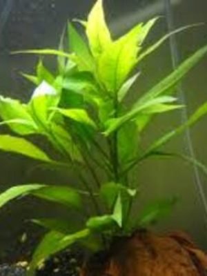 Hygrophila corymbosa