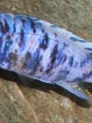 Aulonocara Borrada 6-8cm