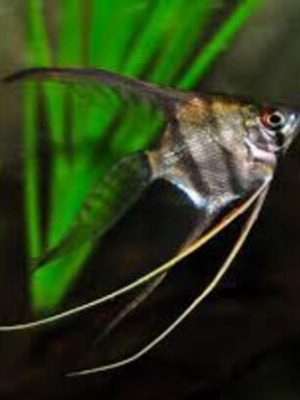 Acara Bandeira Veú 5-6cm