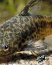 Otocinclus Flexilis Limpa Vidro 2-4cm Otocinclus Flexilis Limpa Vidro 2-4cm