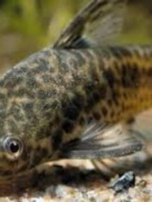 Otocinclus Flexilis Limpa Vidro 2-4cm