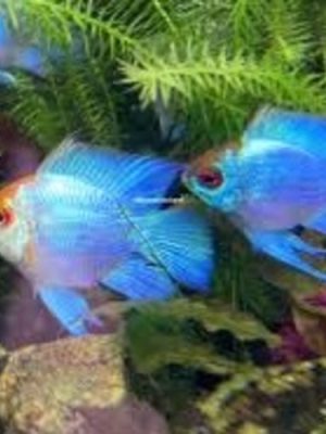 Ramirezi Eletric Blue Koi Balão 2-4cm