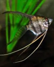 Acara Bandeira Veú 5-6cm