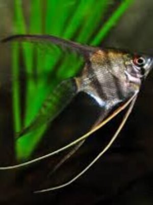 Acara Bandeira Veú 5-6cm